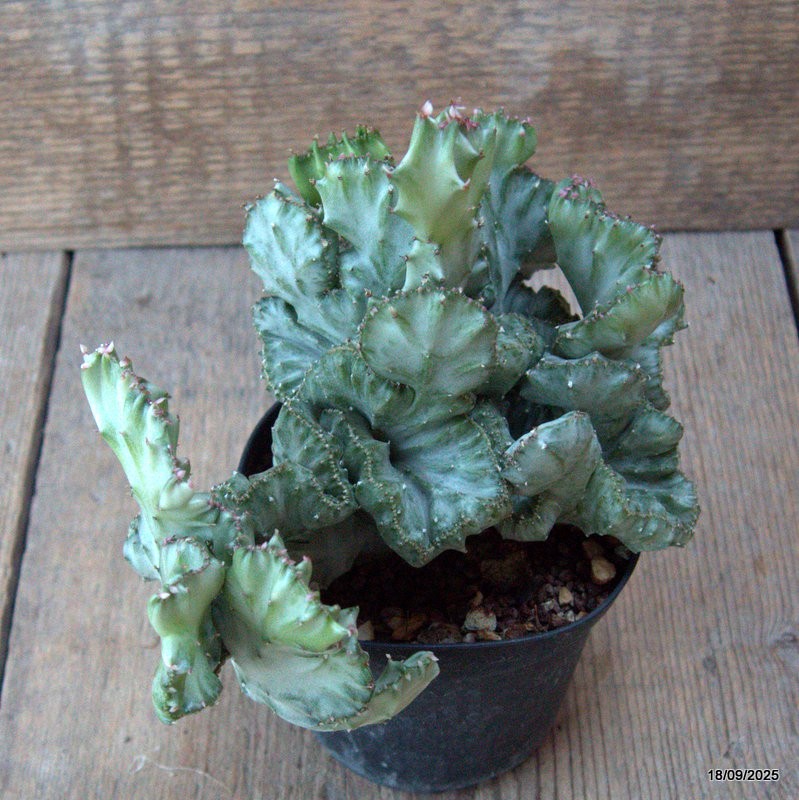 D6502 EUPHORBIA LACTEA CRESTED VARIEGATED pot10-H15-W19 cm MaMa Cactus