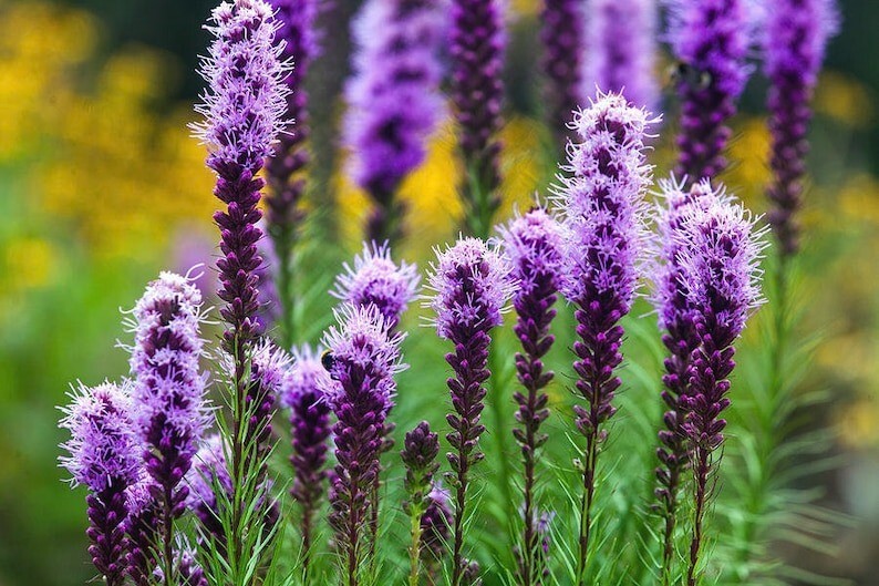 100 BUTTERFLYMAGNET! Meadow Blazing Star Seeds, Monarch magnet seeds, Liatrus