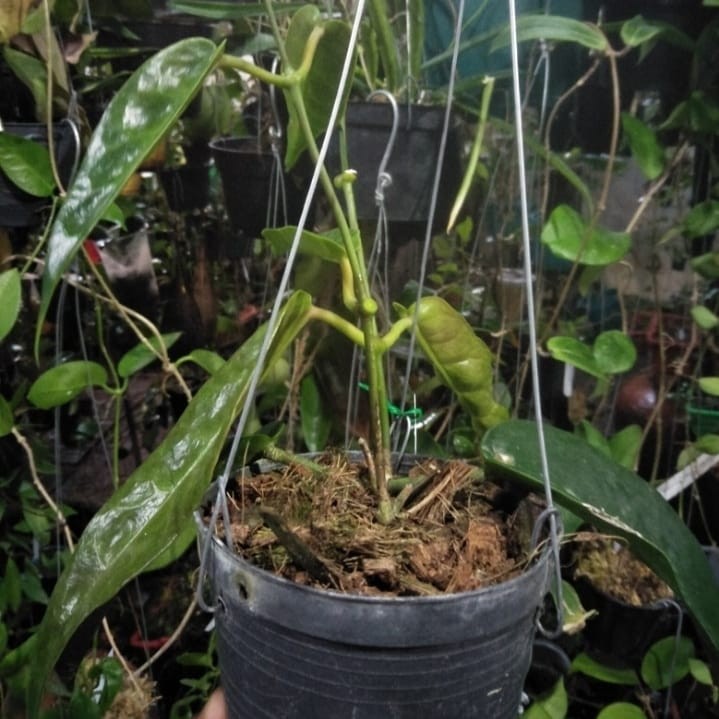 Hoya Kaimuki Sp Papua Rare Tropical Wax Plant