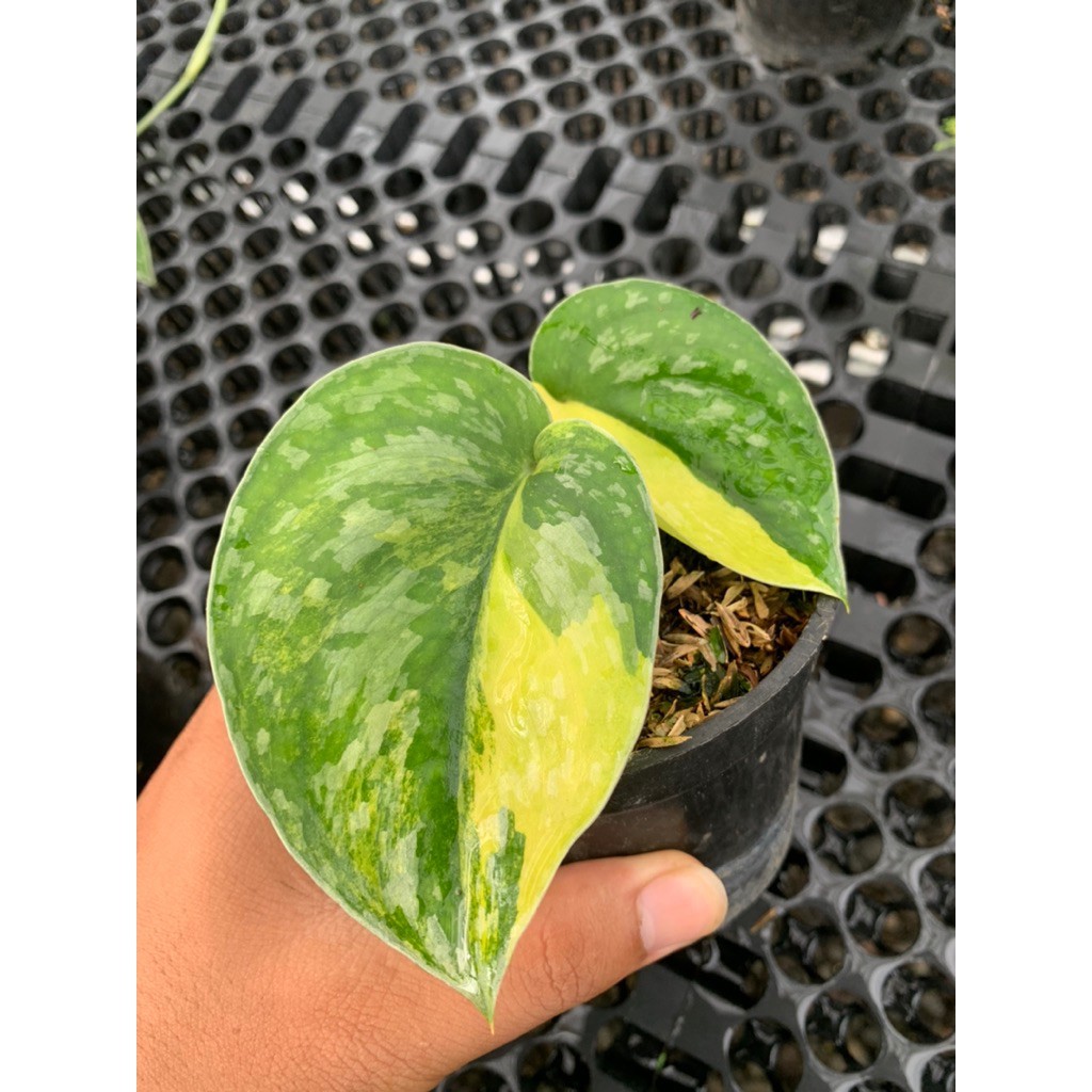 Scindapsus Andalas, Rare Variegated, Real Picture, Aroid Houseplant