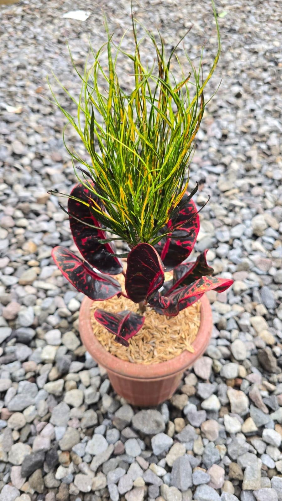 Real Picture Codiaeum Variegatum Croton Picasso Paint Brush