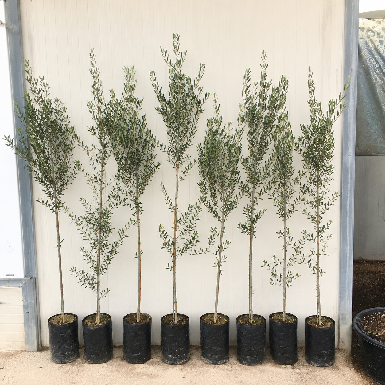 Olea europaea cv ‘Nocellara’ 90-140cm | Olive tree | European olive – Olive tree