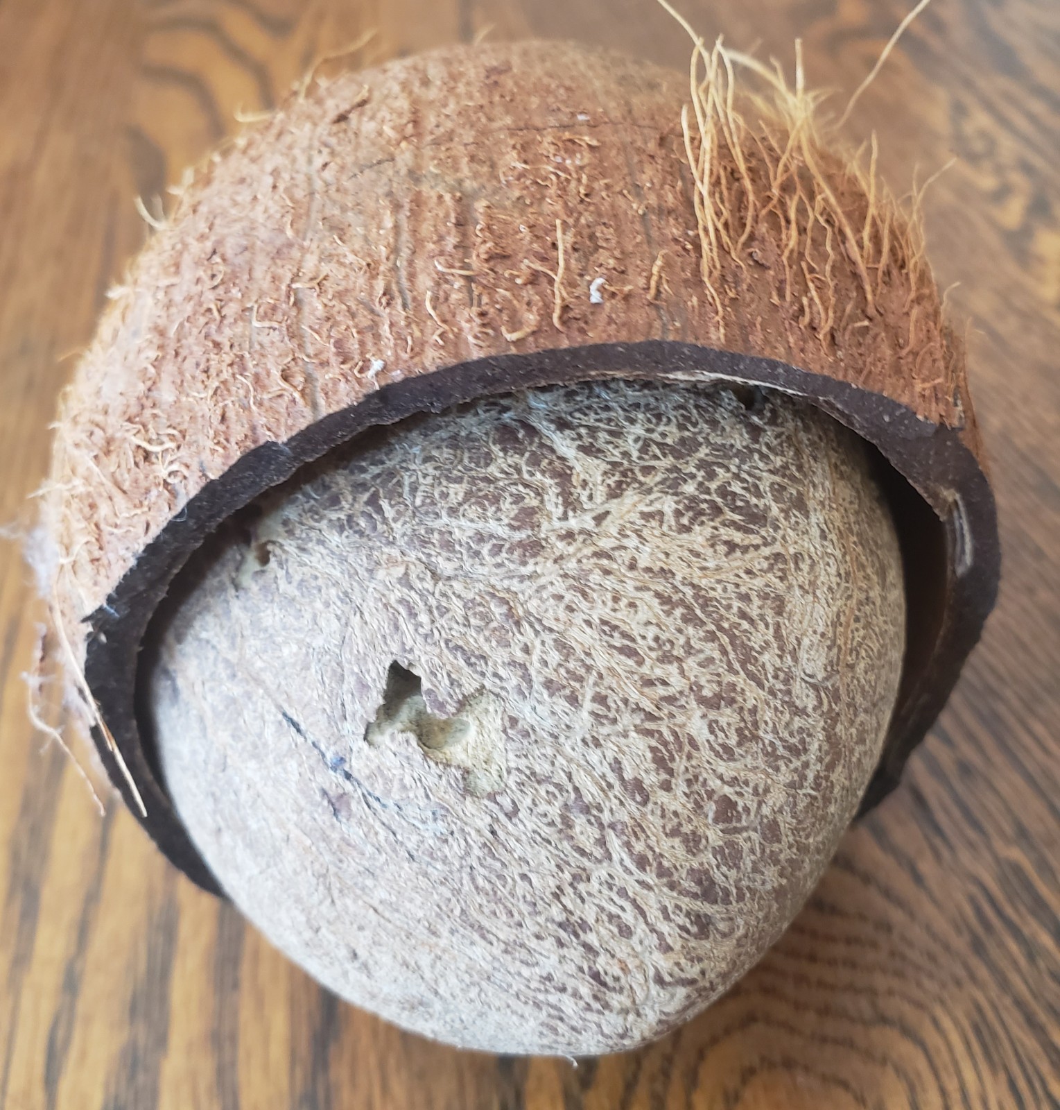 Unusual Natural Dried Coconut Shell Whole Husk Rustic Tiki Decor & Crafts