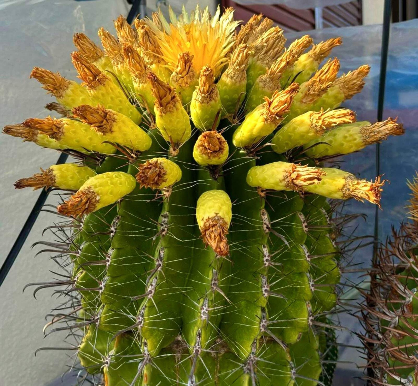 Ferocactus horridus 10 SEEDS – Mexican lime cactus | Fierce barrel cactus