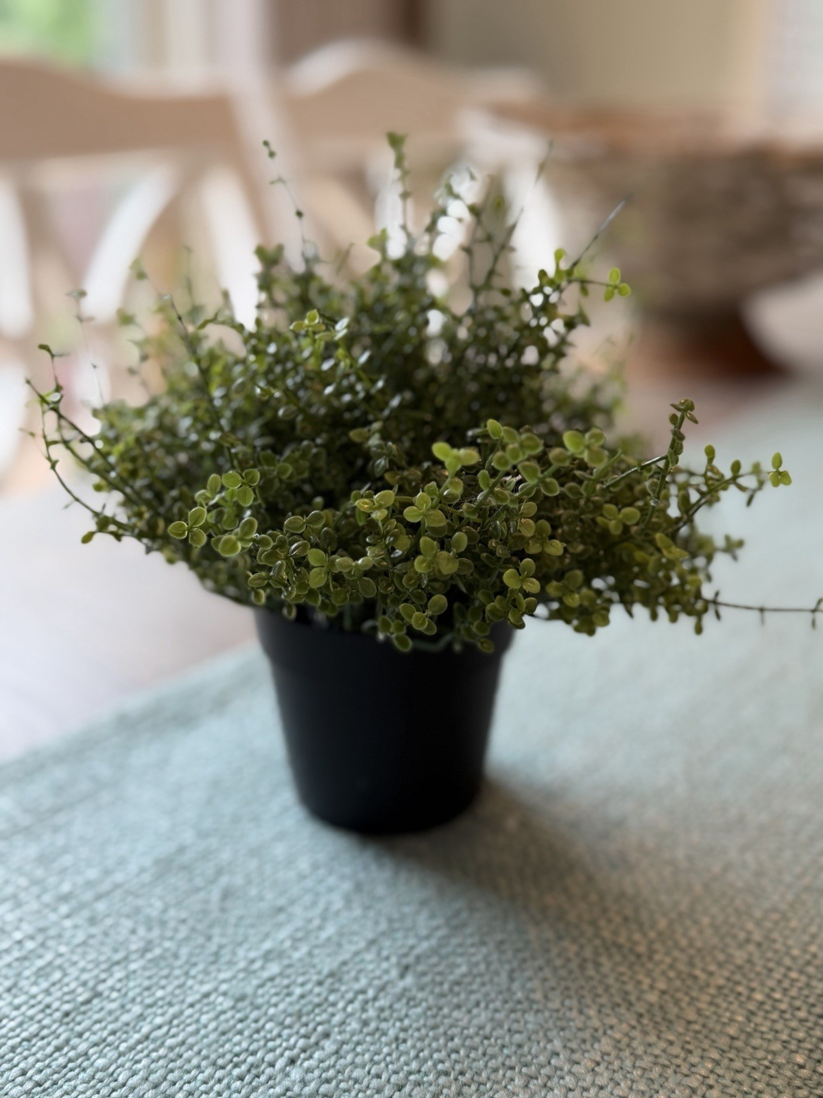 IKEA FEJKA Artificial Potted Plant Herb Thyme Indoor Outdoor 8 Inch Cottagecore