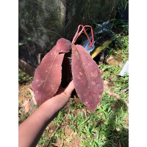 Hoya Undulata Red Rare Variegated, Real Picture, Aroid Houseplant