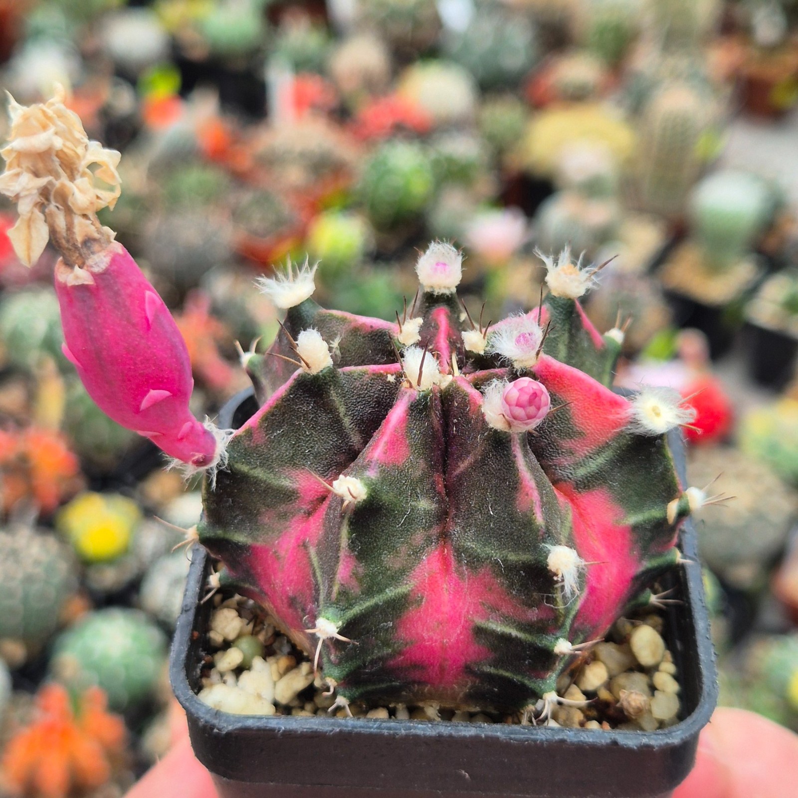 Gymnocalycium mihanovichii ‘Pink Diamond’ hybrid 20seeds harvest 2025