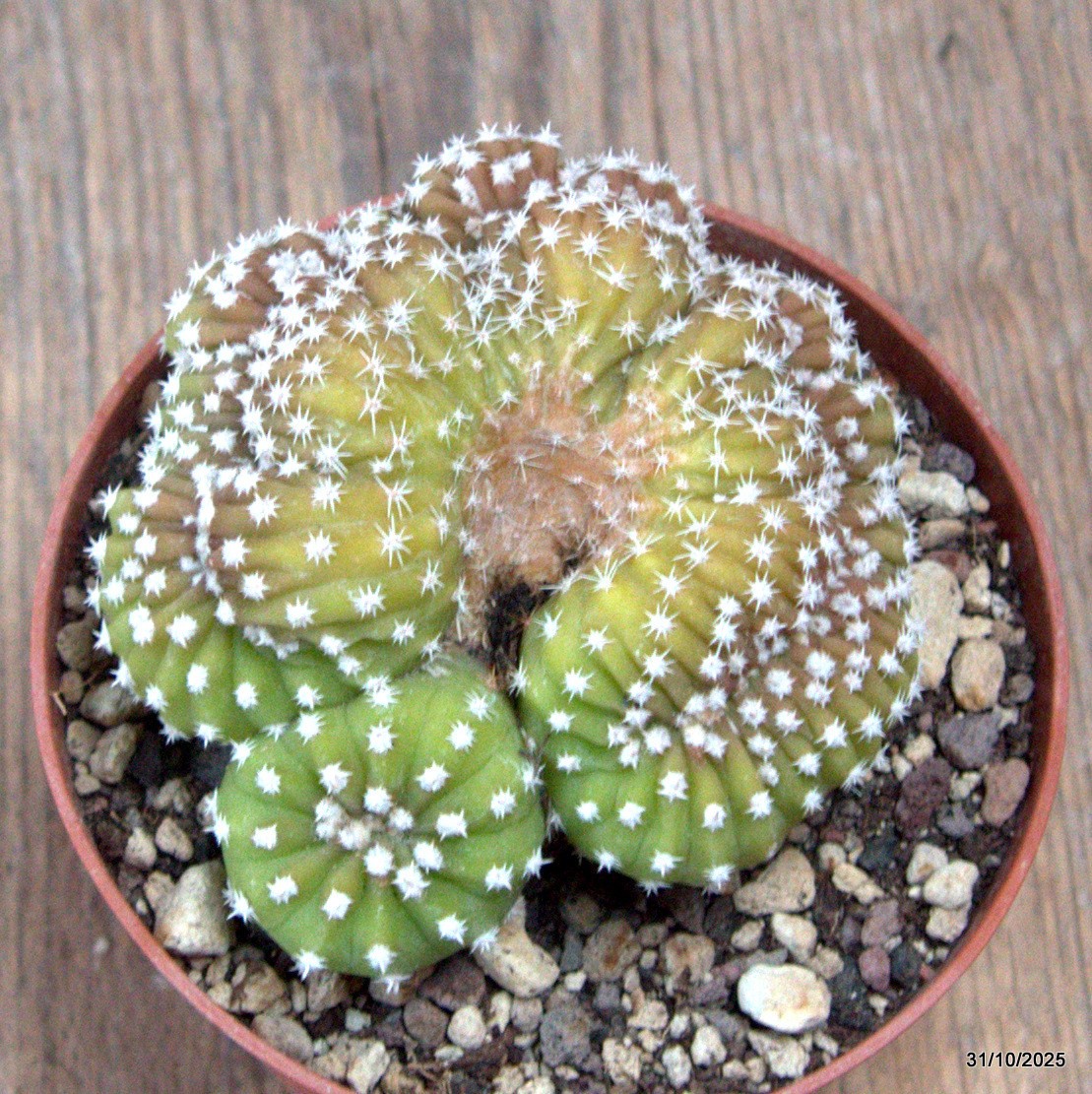 D7271 ECHINOPSIS OXYGONA CRESTED pot10-H6-W8 cm MaMa Cactus