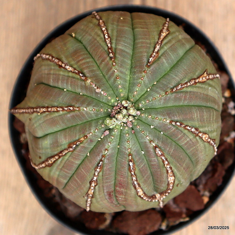D2585 EUPHORBIA OBESA ARROW pot12-H11-W10 cm MaMa Cactus