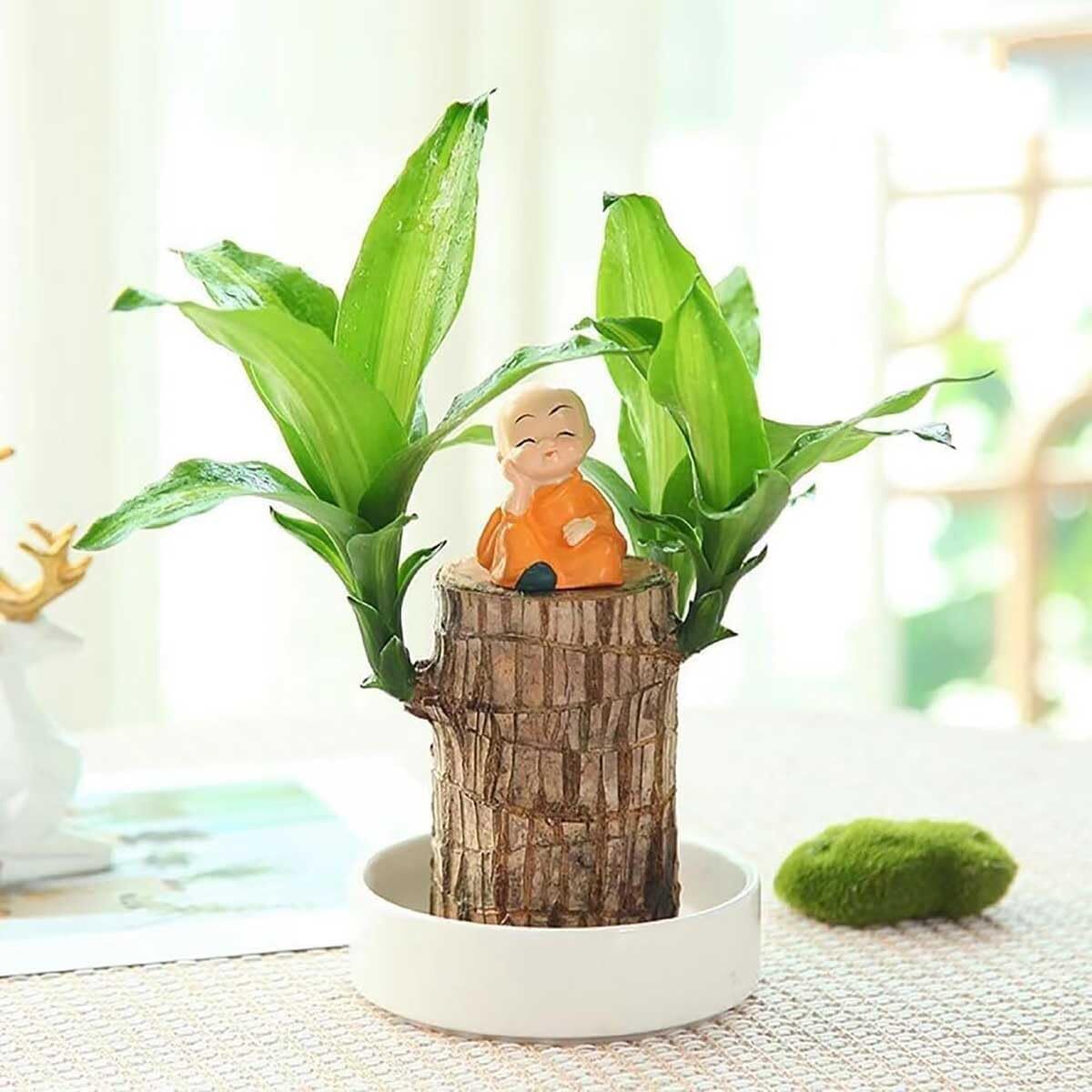 A Set of Green Plant Brazilian Wood Water Raise Lucky Wood Potted Tree Indoor US
