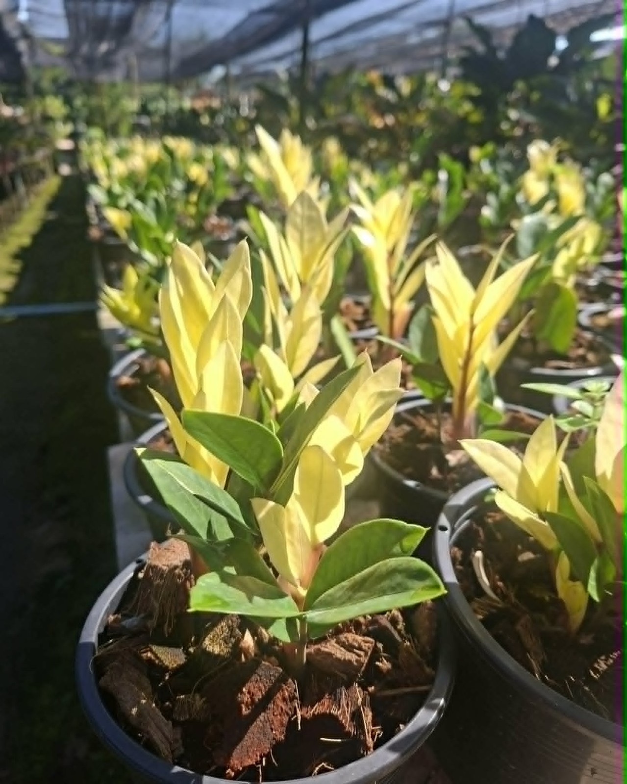 scientific name: Ficus microcarpa L.f. ‘Golden Leave’ f.microcarpa02
