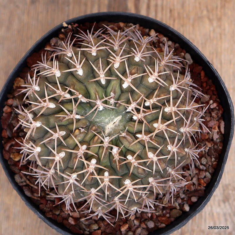 A2163 GYMNOCALYCIUM SP. MONSTER pot14-H8-W11 cm MaMa Cactus