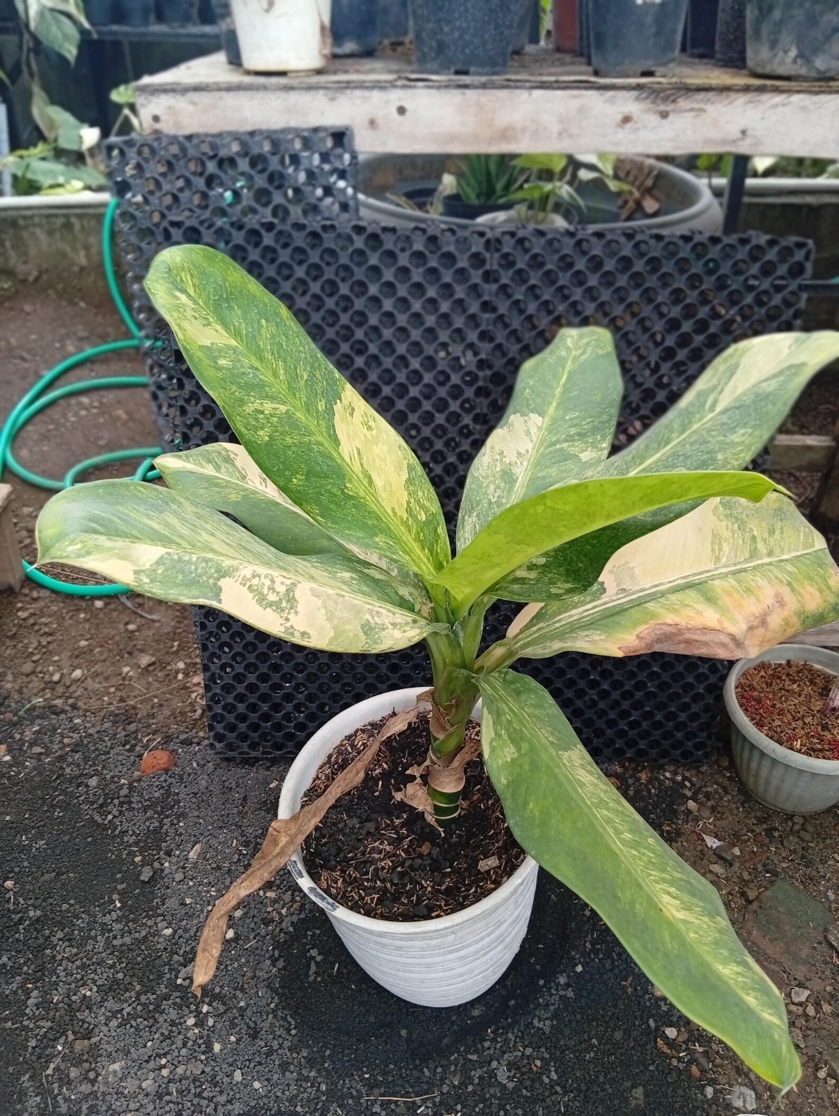 Real Picture Hoya Wayeti Albomarginata Rare Plant