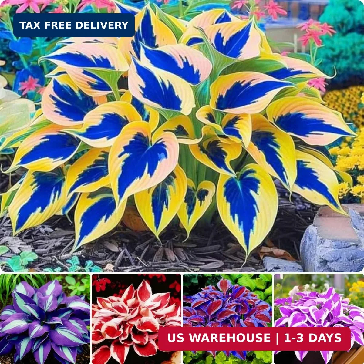 Hosta Seeds for Planting – 200+ Shade Loving Perennial Seeds, Fragrant Blooms, C