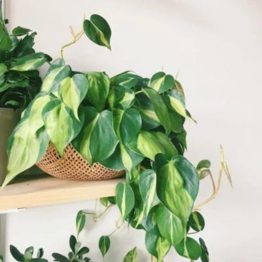 Philodendron Brasil Brazil in 4 inch Pot | Trailing Plant | Live Houseplant Vine