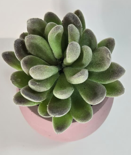 Modern Concrete Succulent in Pink Pot – Handmade Decor, No Water Needed!