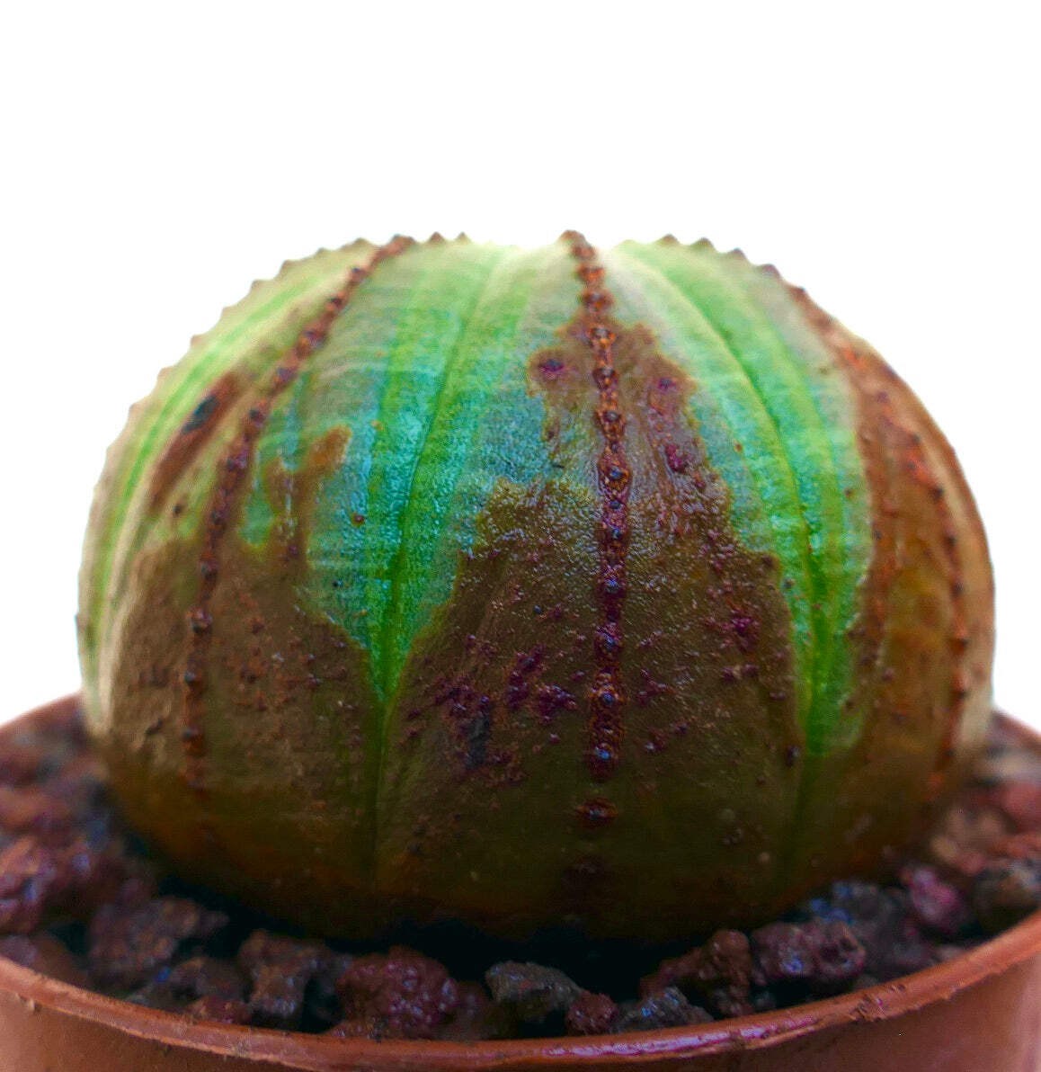 Euphorbia obesa GREEN WITH BROWN AREAS – Baseball plant | Living baseball