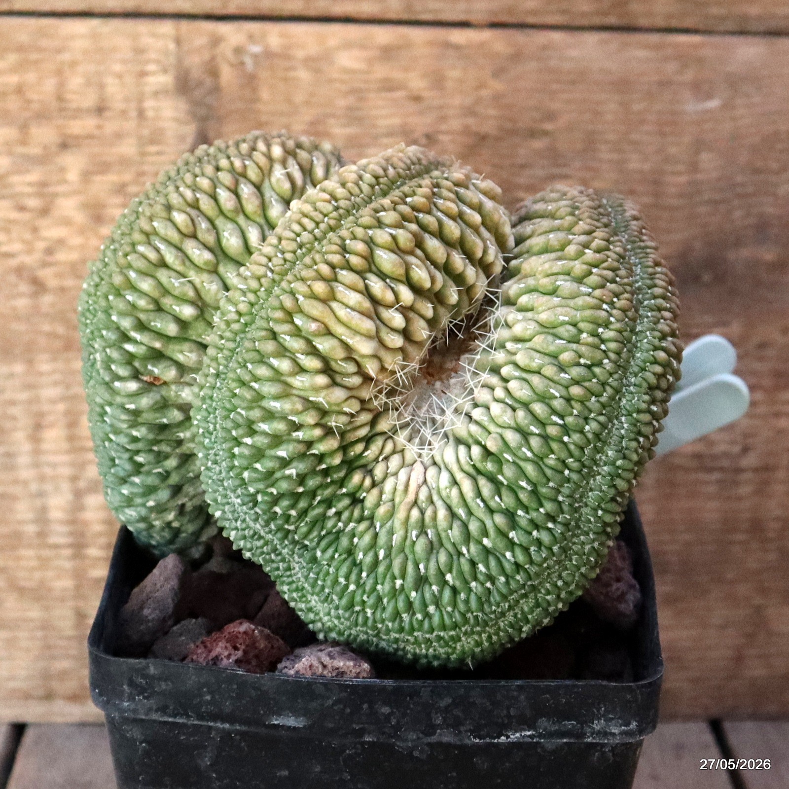 A7151 GYMNOCALYCIUM BALDIANUM CRESTED GRAFT pot12-H13-W14 cm MaMa Cac