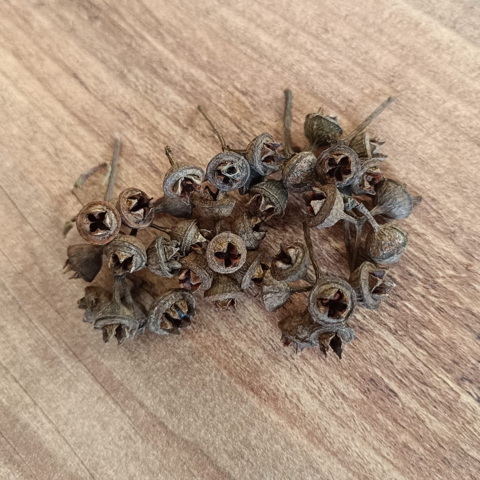 50 Pcs Dried Eucalyptus Seed Pods Natural Eucalyptus Capsules Craft Decor