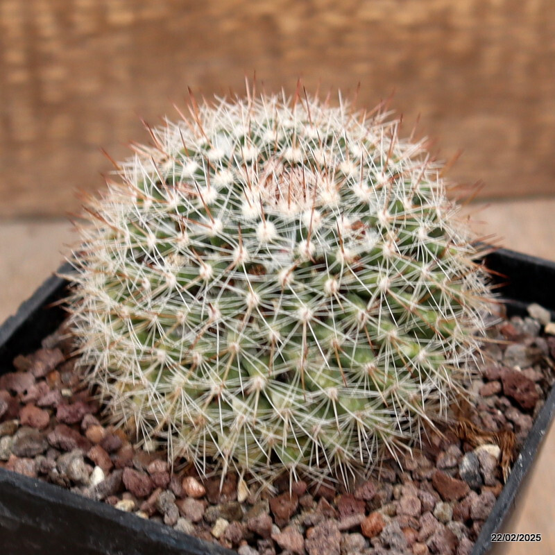 A5858 MAMMILLARIA MYSTAX VARIEGATED pot10-H8-W9 cm MaMa Cactus