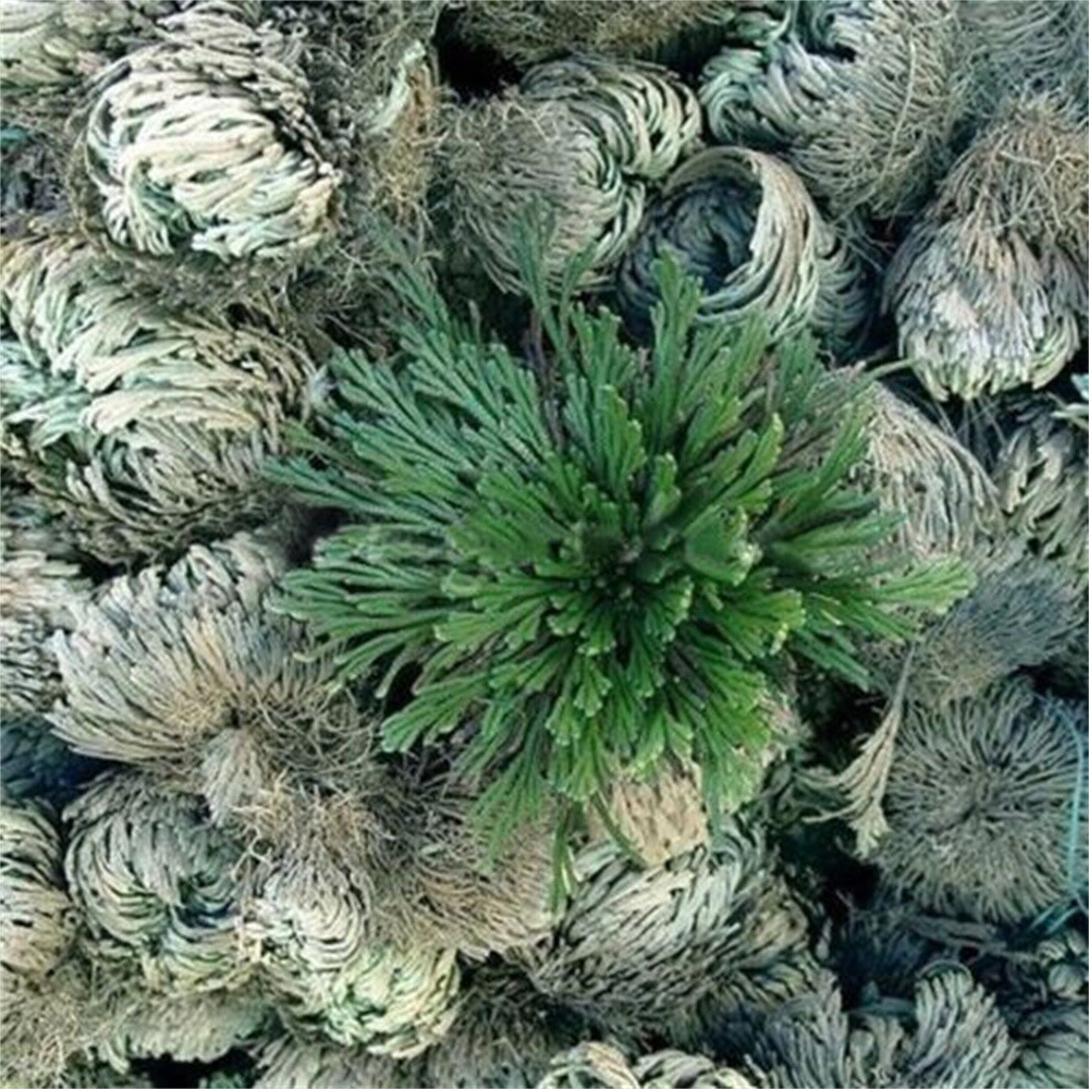 Rose of Jericho, 1-10 Packs- Resurrection Flower – Ferns – Live Plant Bulb Rose