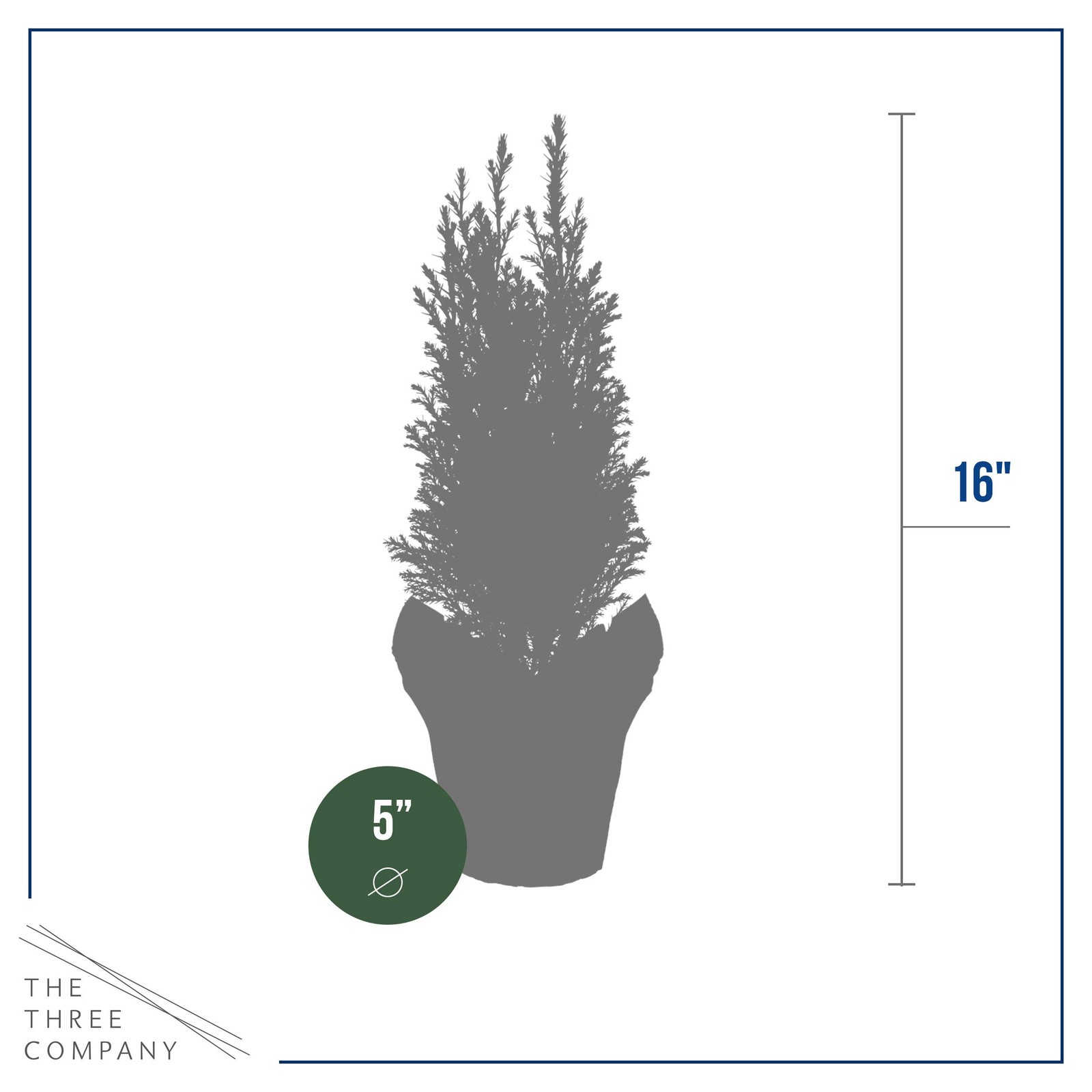 Live Dark Green Cypress Tree – Tabletop Decoration – 12″ Tall by 5″ Wide in D…