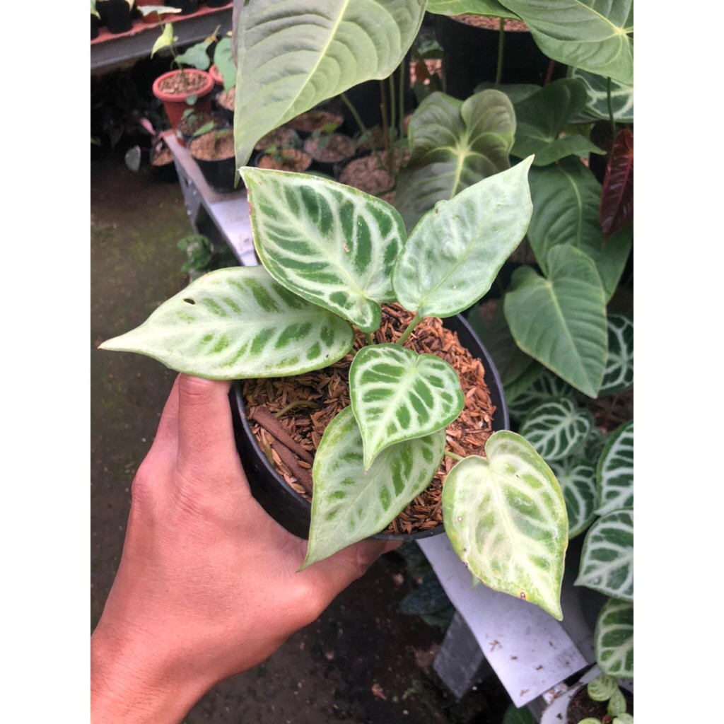 Anthurium silver Chrome Mutation Unique Live Tropical Exotic Plant Rare PL158