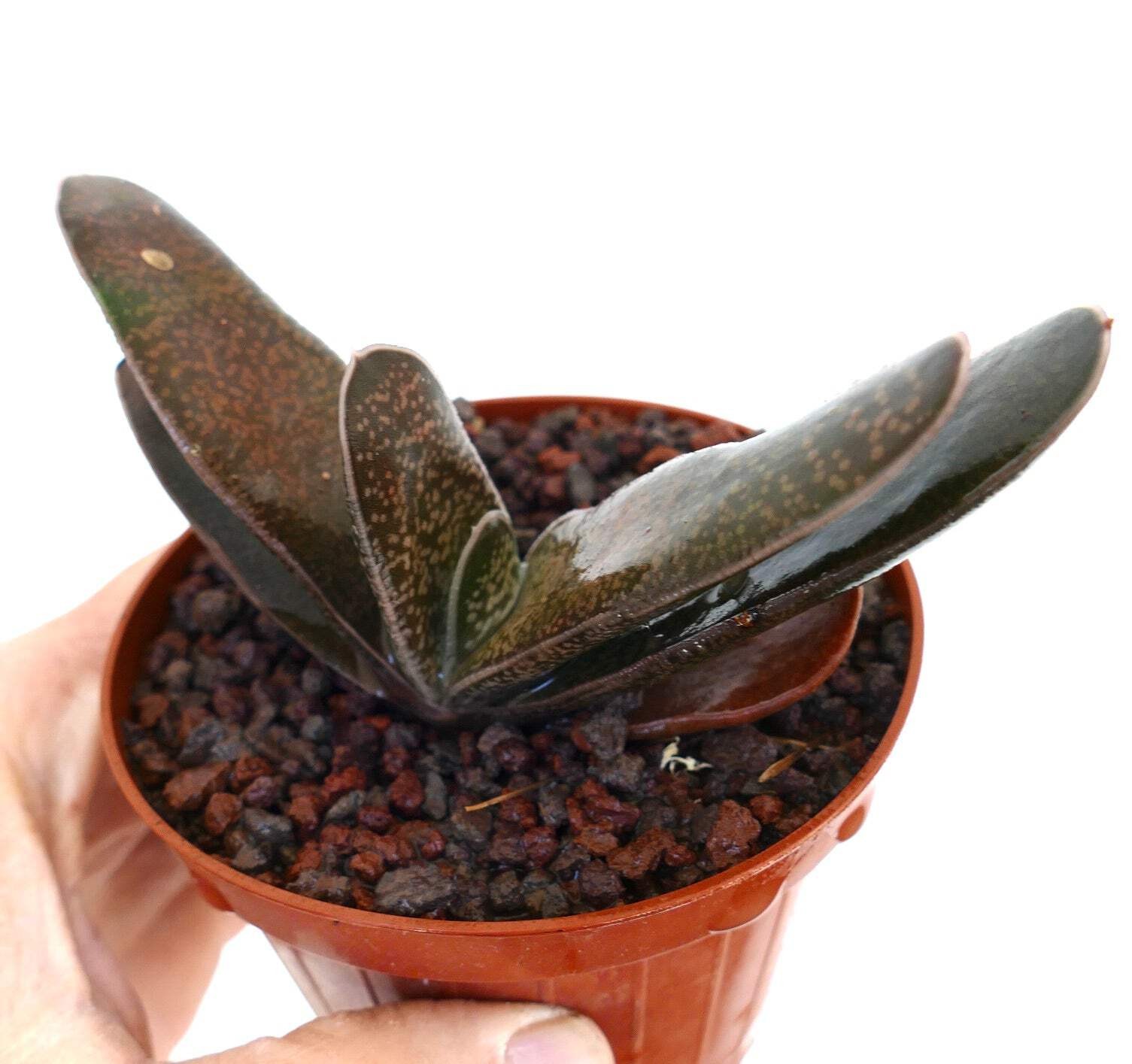 Gasteria carinata x Gasteria bicolor – Ox tongue | Lawyer’s tongue