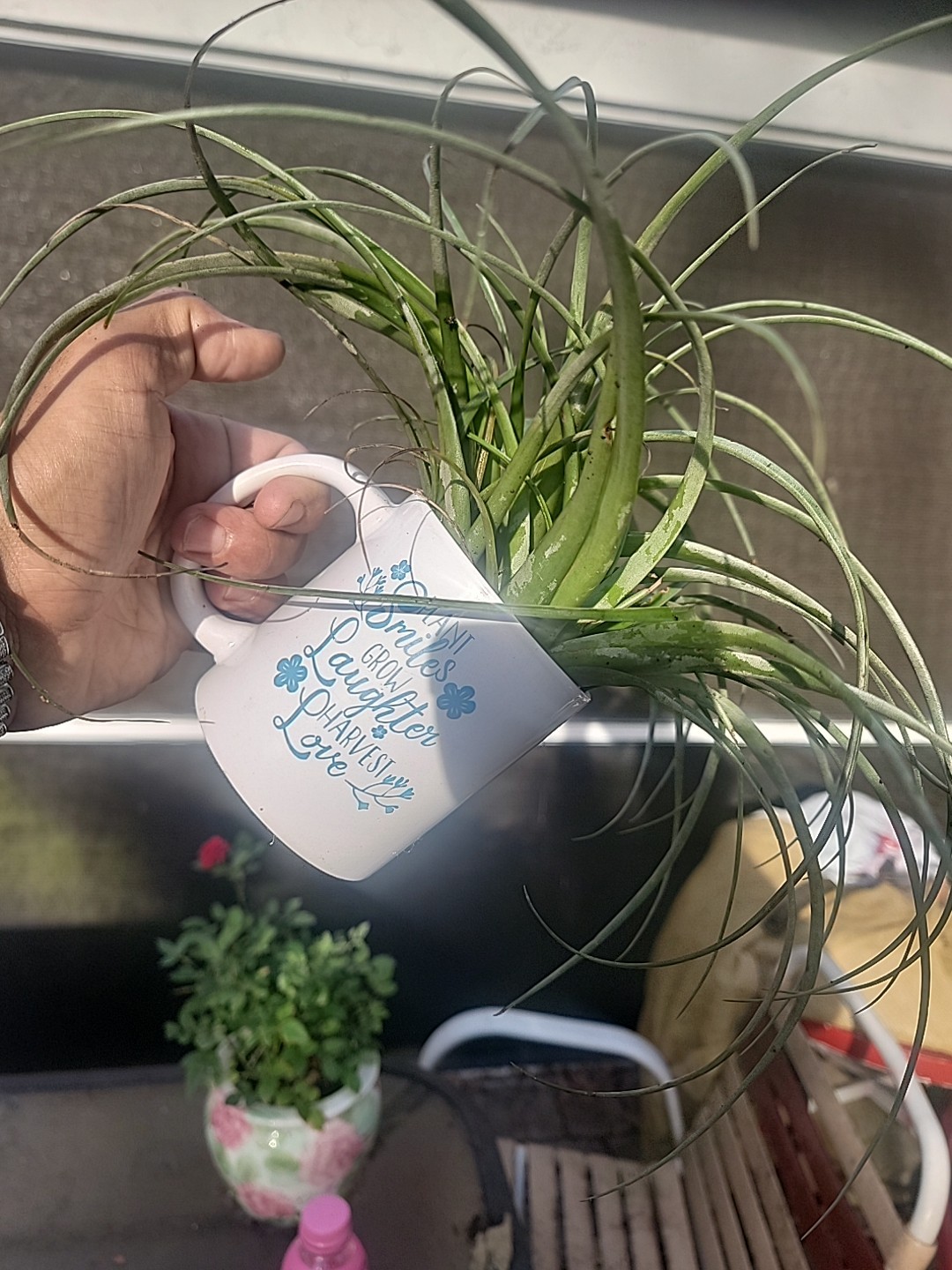 Tillandsia gardneri Homemade garden decor outdoor indoor air plants hangable