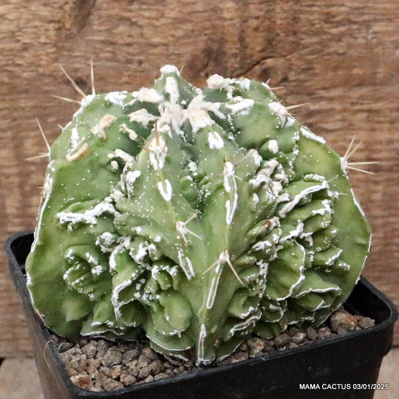 M115 ASTROPHYTUM MYRIOSTIGMA FUKURYU pot10-H8-W12 cm MaMa Cactus