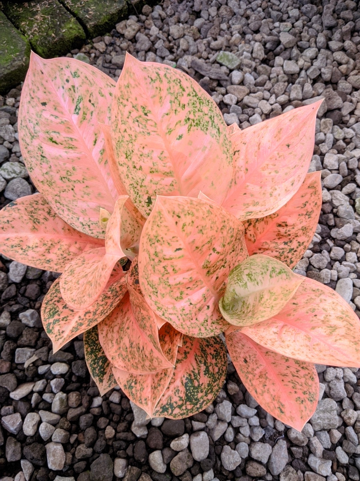 Aglaonema Sturdust Oren Large Size Real Picture
