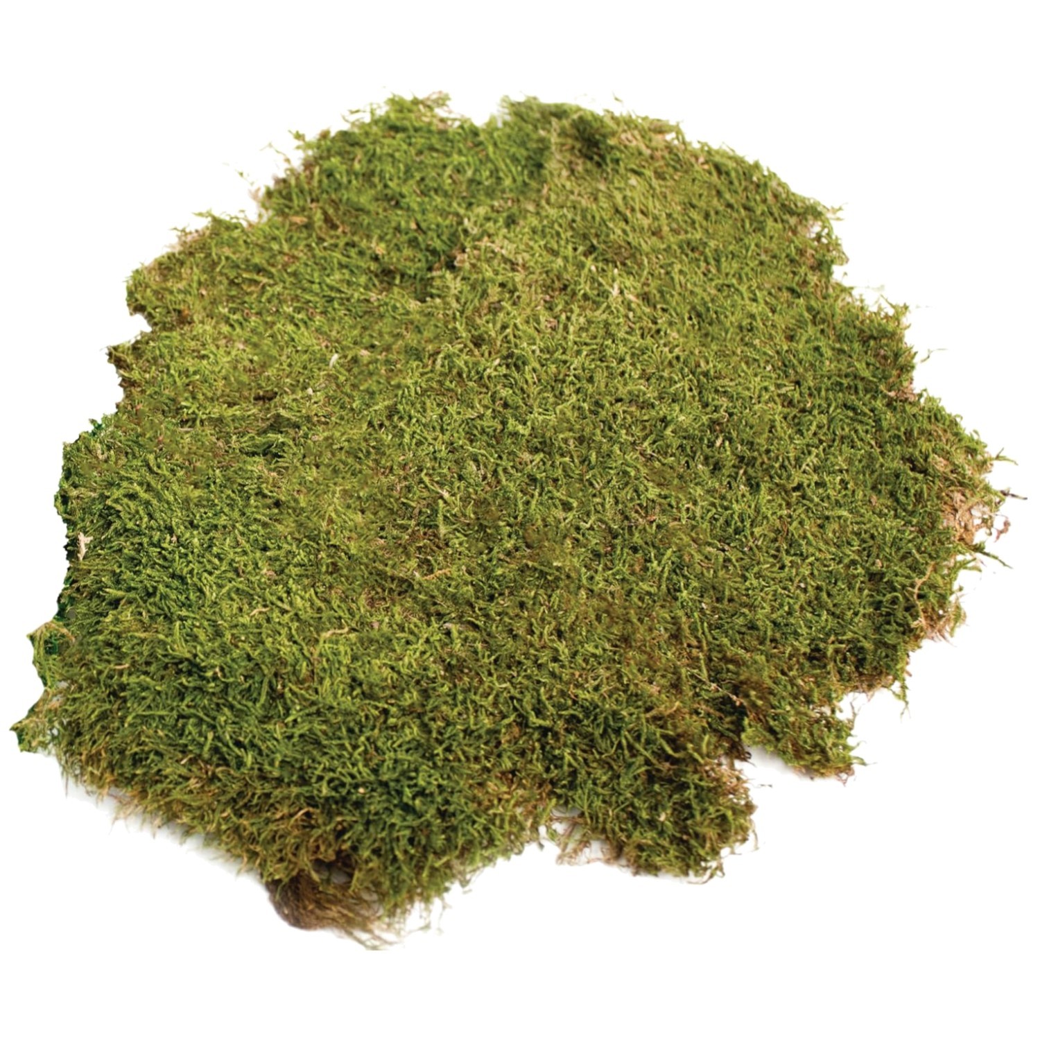 Sheet Moss for Terrariums, 20-24 sq ft
