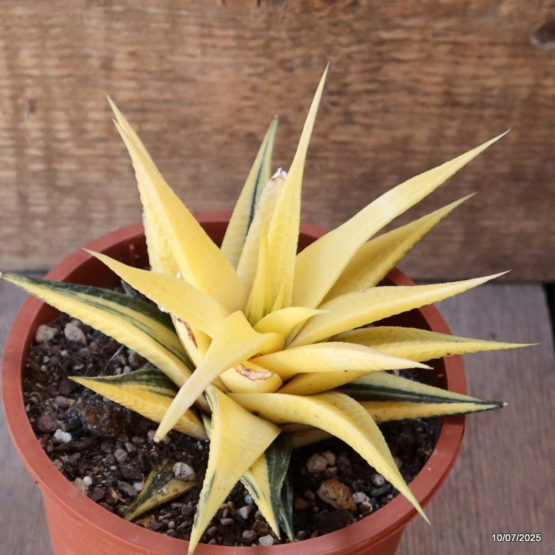 D5198 HAWORTHIA LIMIFOLIA VARIEGATED pot13-H9-W14 cm MaMa Cactus