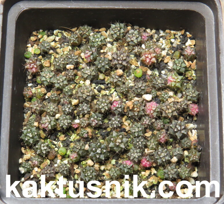 Gymnocalycium mihanovichii f.variegata mix 1000 seds sharvest 2025