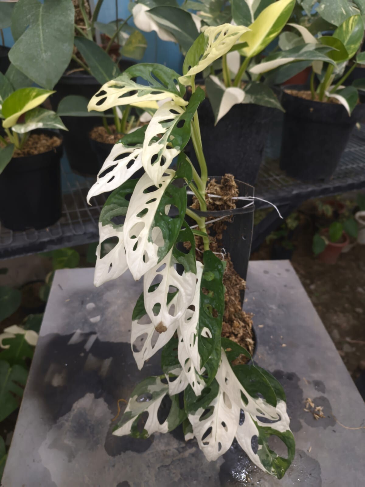 Real Pick Monstera Adansonii Japan Variegated Lush Leaves