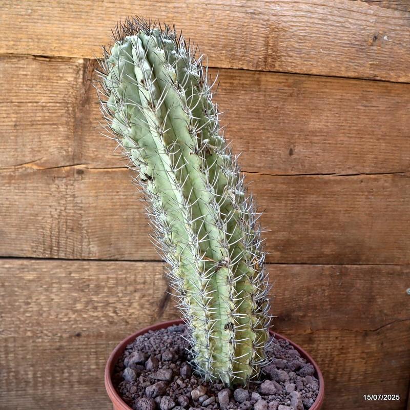 D5330 NEOPORTERIA PAUCICOSTATA pot22-H36-W10 cm MaMa Cactus