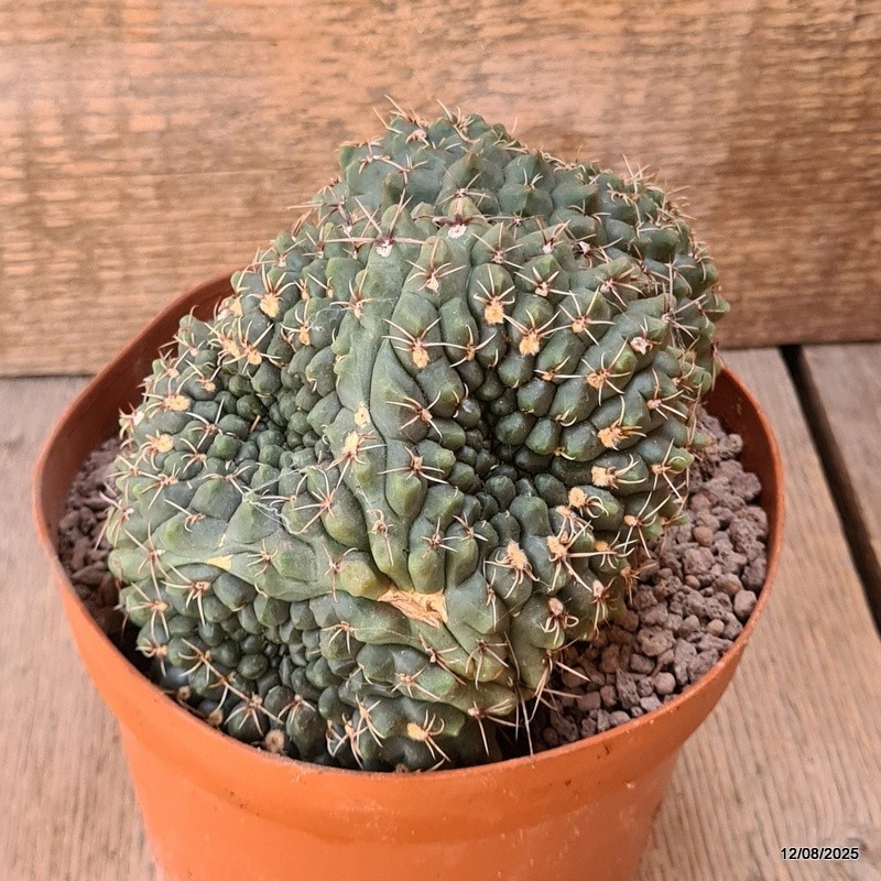D5912 GYMNOCALYCIUM BALDIANUM CRESTED pot14-H11-W16 cm MaMa Cactus