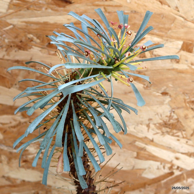 D2958 EUPHORBIA MULTIFOLIA pot20-H63-W26 cm MaMa Cactus