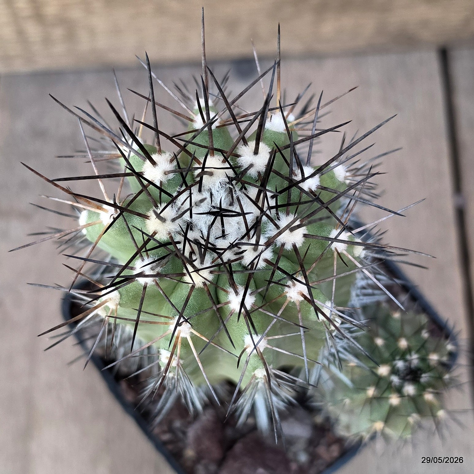 D3276 COPIAPOA STREPTOCAULON pot10-H13-W11 cm MaMa Cactus