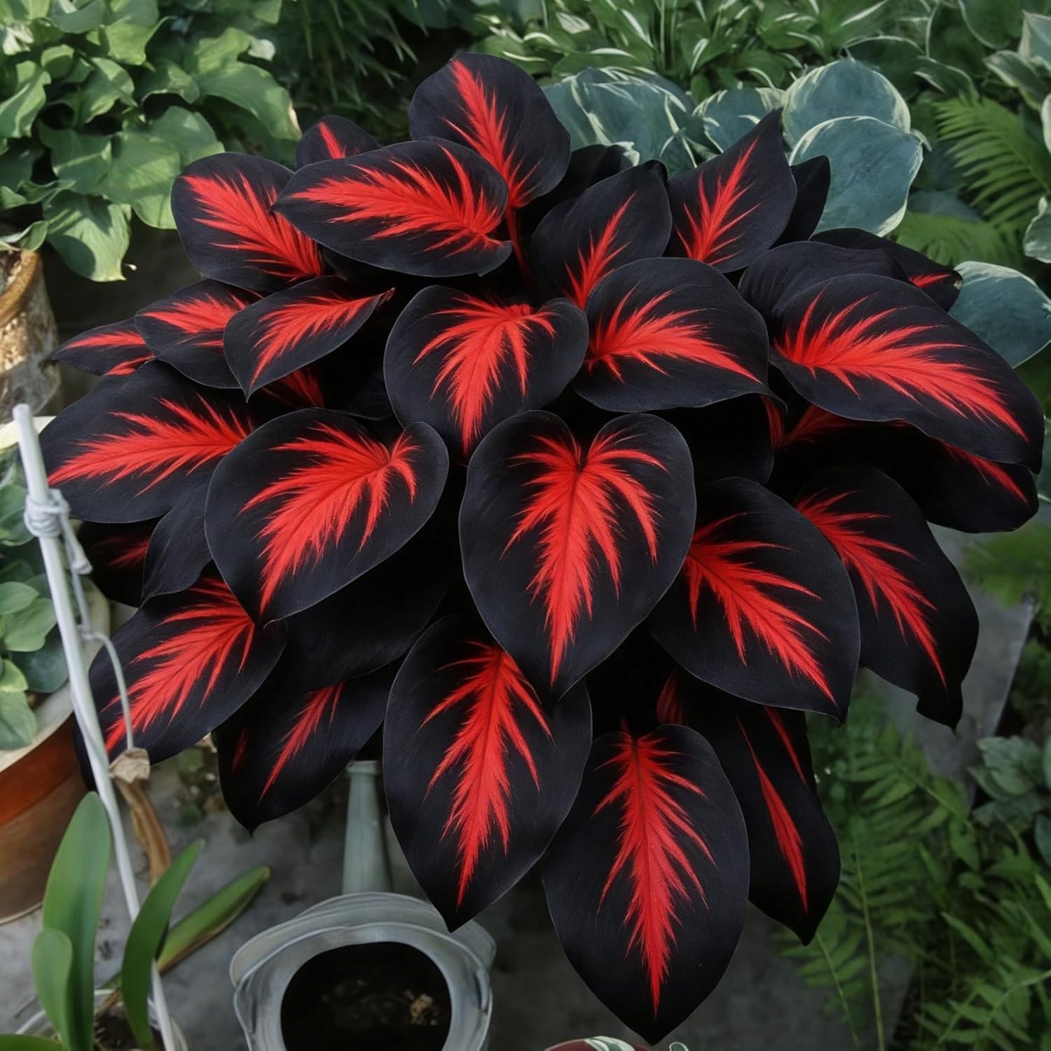 Hosta Seeds for Planting, 210+pcs Rare Perennial Hosta Flower Seeds Plants, Non-