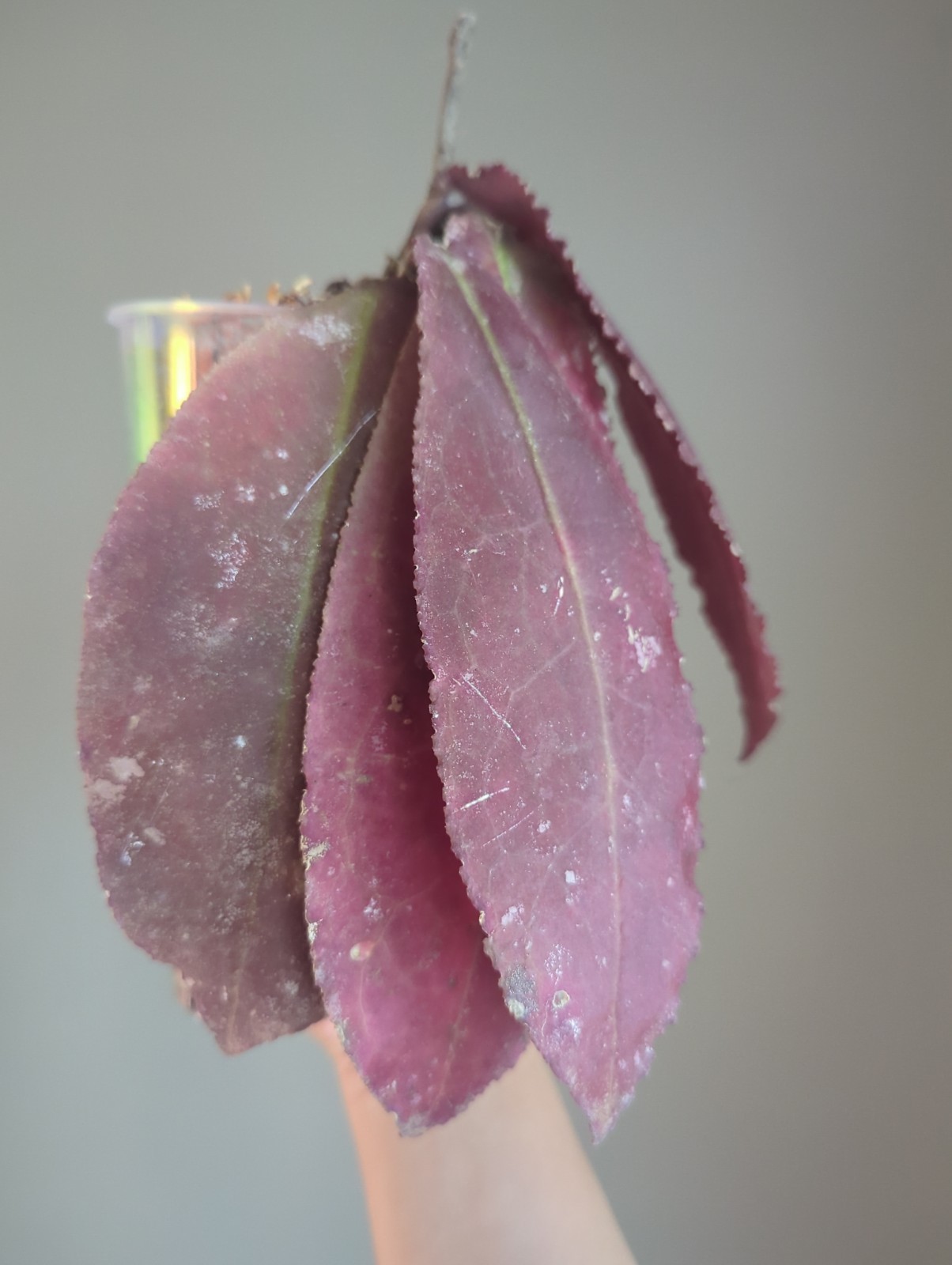 Rare Hoya Undulata Red Sp Borneo US SELLER