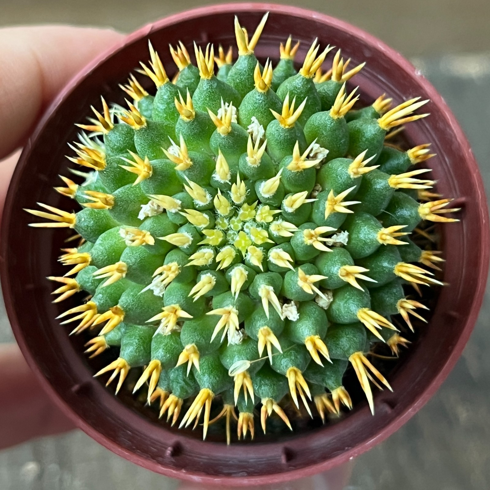 A50-849 Mammillaria camptotricha ‘cv BRU’