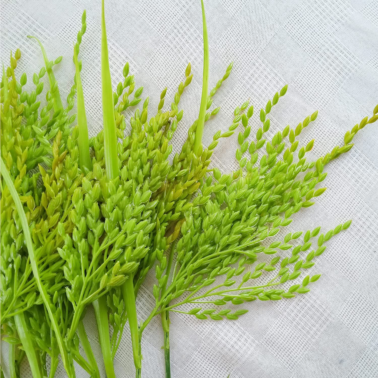Fake Grain Paddy Ear of Rice Plant Green Plants Artificial for Home Decoratio…