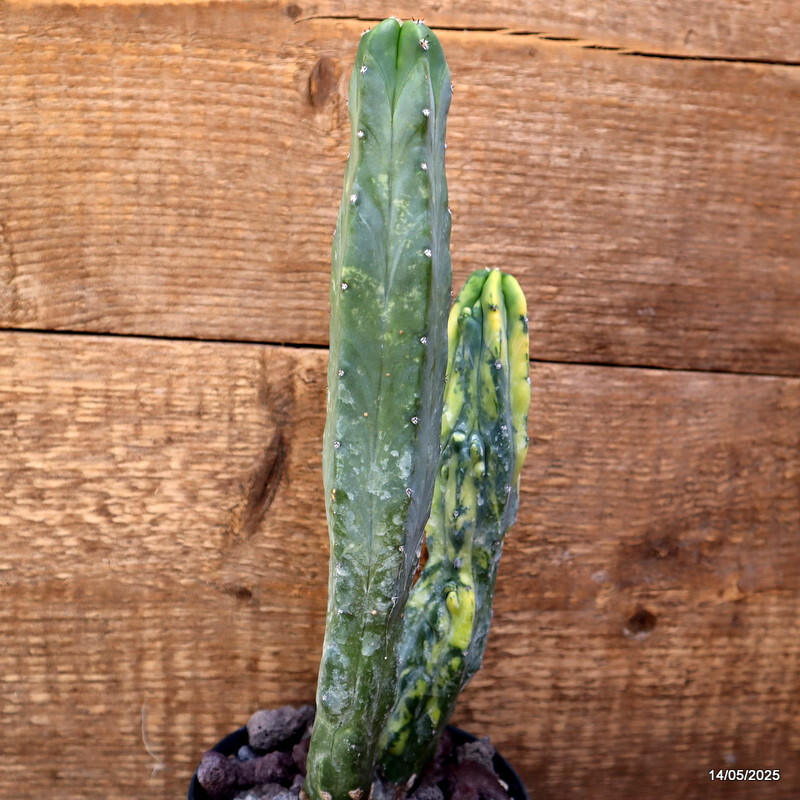 D4121 MYRTILLOCACTUS GEOMETRIZANS VARIEGATED pot12-H28-W9 cm MaMa Cactus
