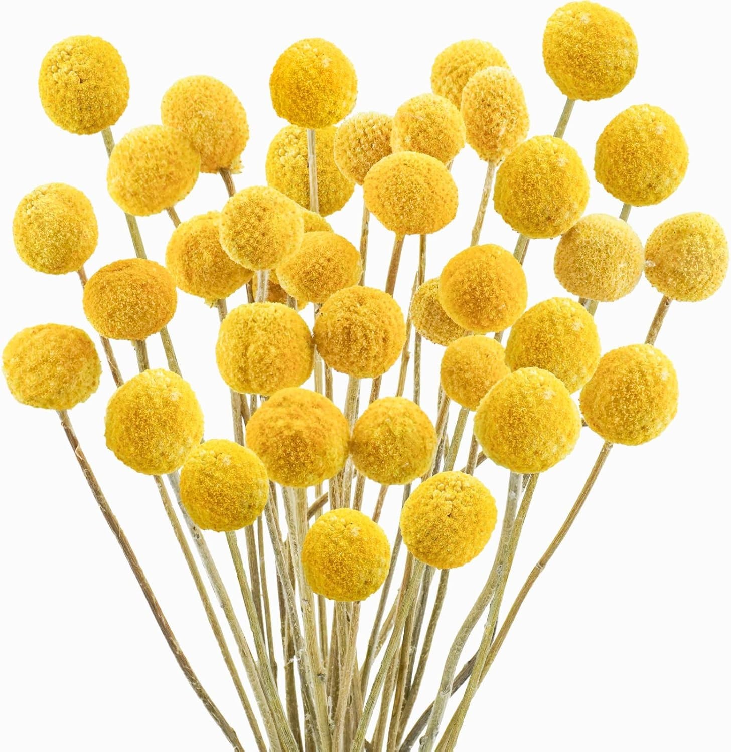 30Pcs Natural Dried Flowers Dried Craspedia Billy Balls Flowers Billy Buttons…