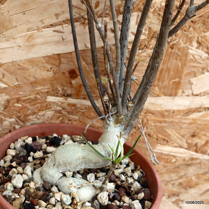 D4556 EUPHORBIA HEDYOTOIDES pot14-H60-W15 cm MaMa Cactus