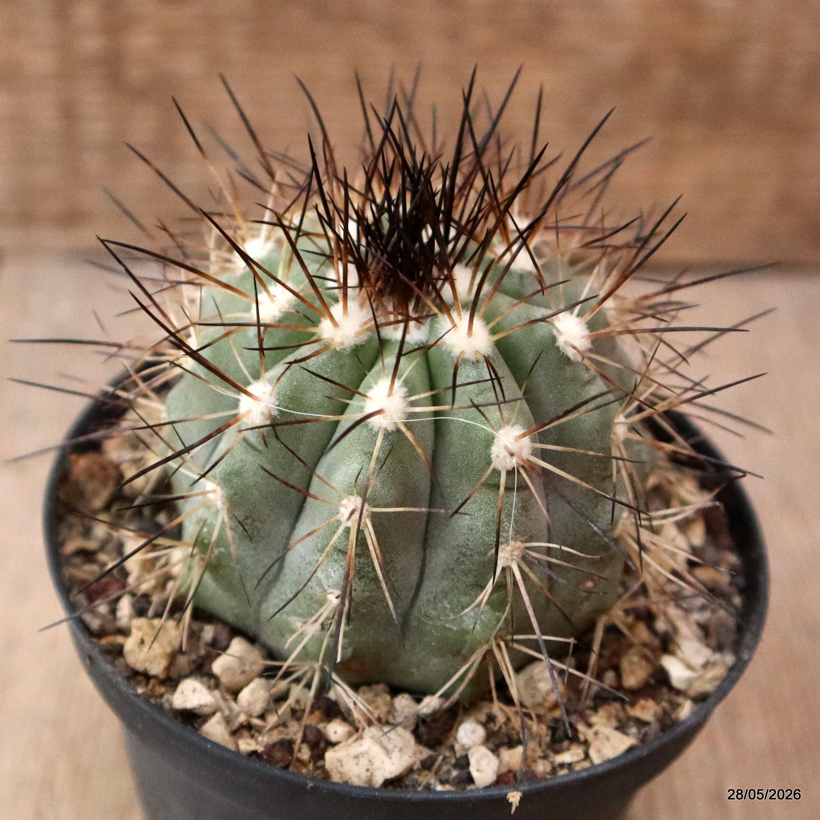 D7754 COPIAPOA KRAINZIANA pot10-H6,5-W8,5 cm MaMa Cactus