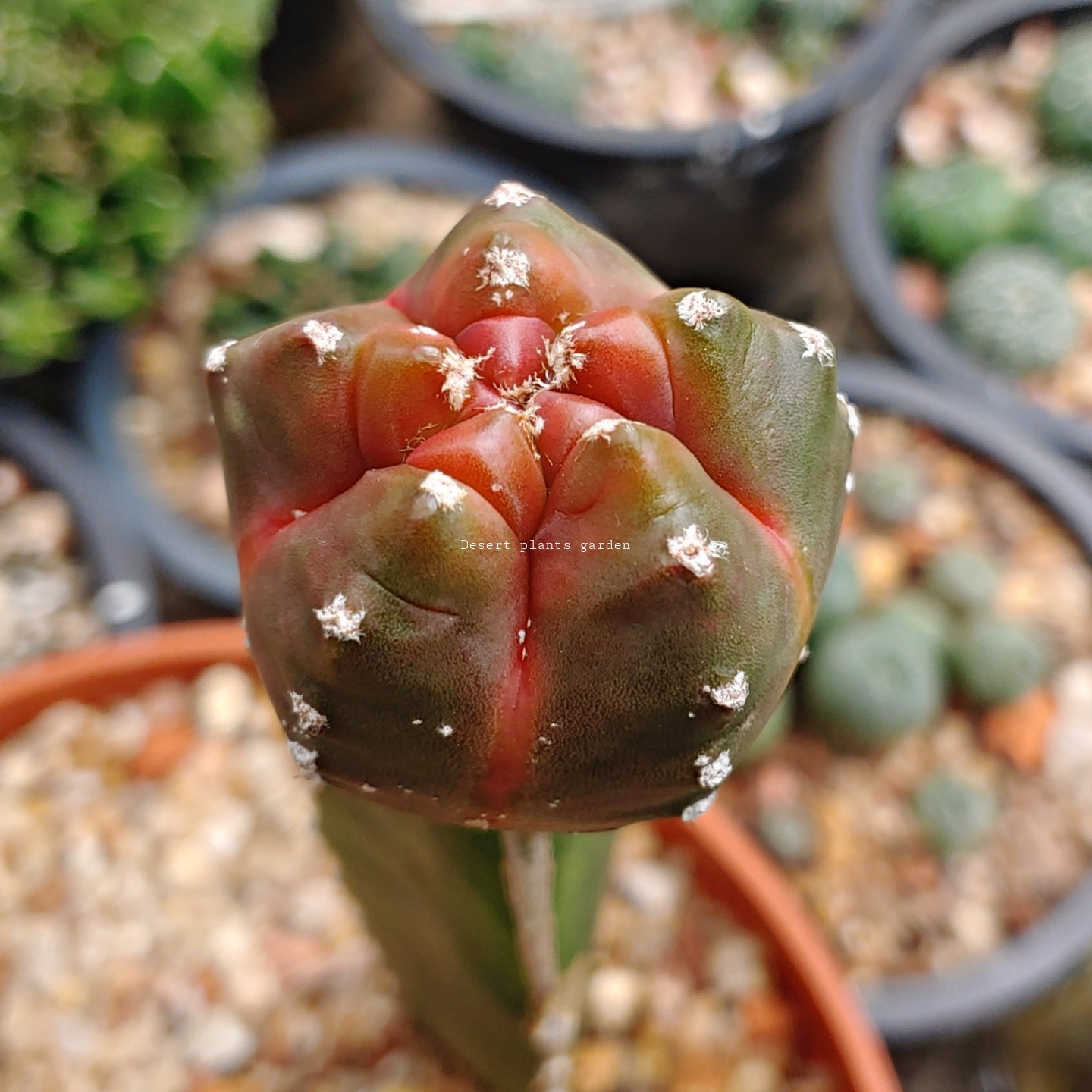 Astrophytum myriostigma kohyo 25Seeds