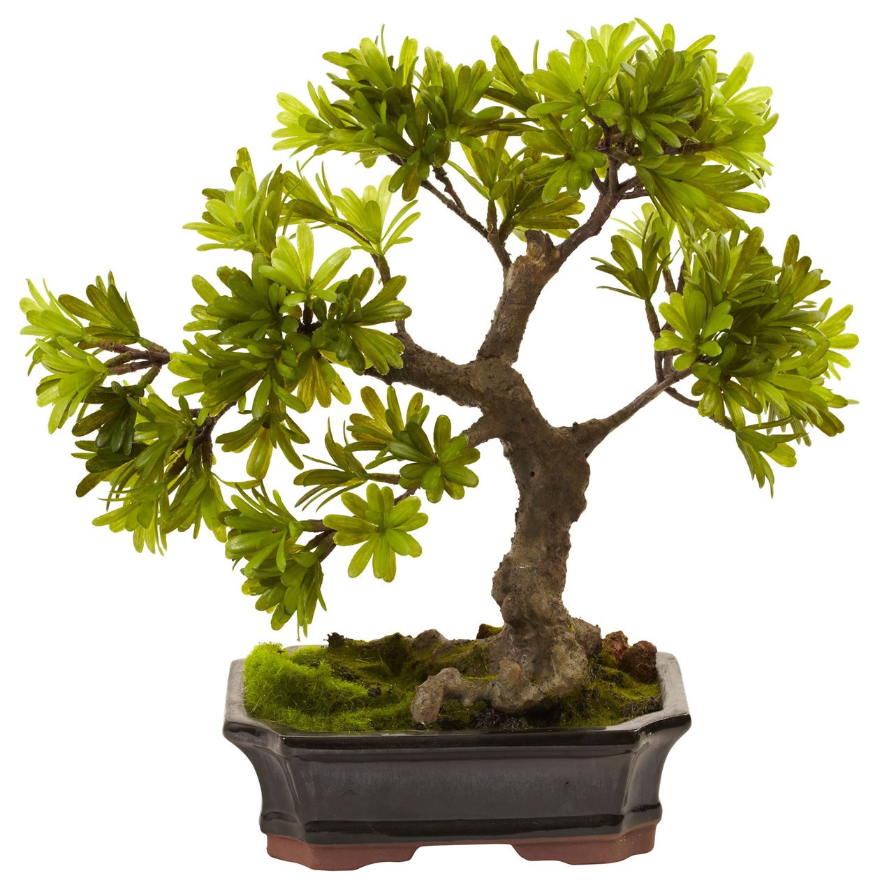14″ TALL ARTIFICIAL BONSAI TREE ~ REALISTIC FAKE PODOCARPUS PLANT w/ MOSS POT