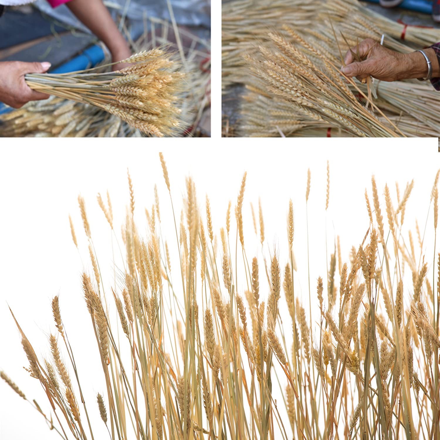 100 Stems Dried Wheat Stalks Natural Bunch Flowers for Home Wedding Decor
